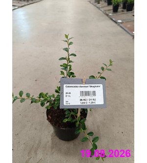 Cotoneaster dammeri 'Skogholm' C 1 L
